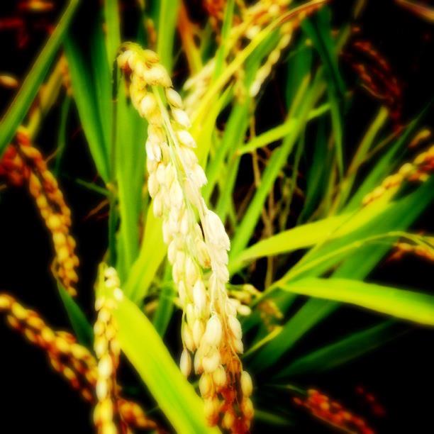お米の収穫体験